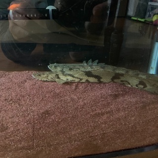 古代魚ポリプテルス