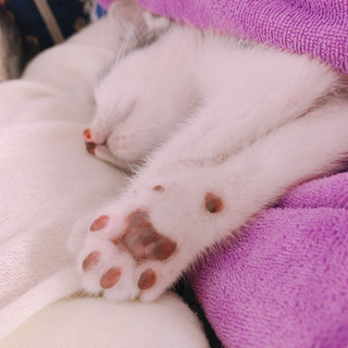 ココア君 生後約2ヶ月 男の子 - 猫