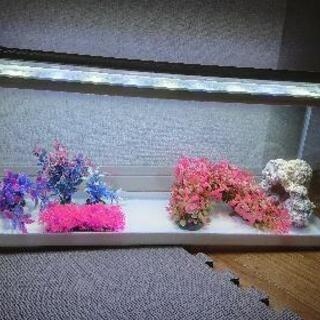水槽ﾌﾙｾｯﾄ LED三段階変化 熱帯魚の画像