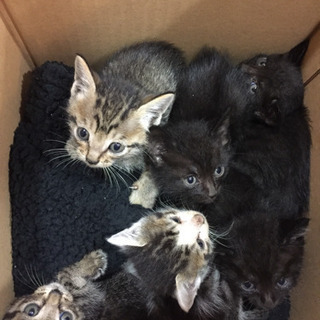 🐱生後1ヶ月くらいの子猫たち❣️❣️