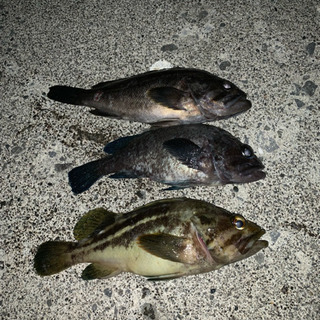海ルアーなど釣り仲間募集〜！ - その他