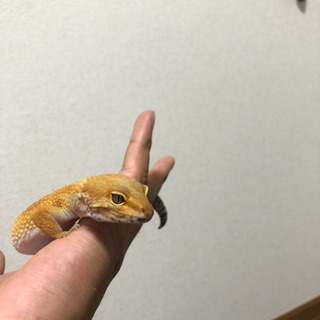 レオパードゲッコー