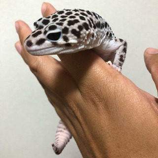 レオパードゲッコー