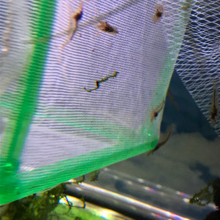 ミナミヌマエビ  10匹