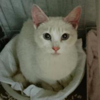 元気で甘えん坊な白猫ちゃん