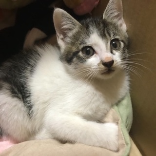 子猫 捨て猫です