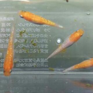紅白ラメめだかの卵