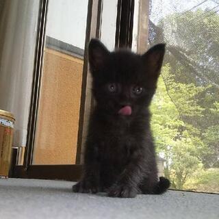 仔猫の里親様を募集します