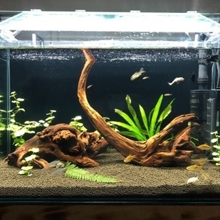 熱帯魚(数種)あげます