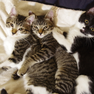 3ヶ月のきじしろ、きじとら、くろしろ