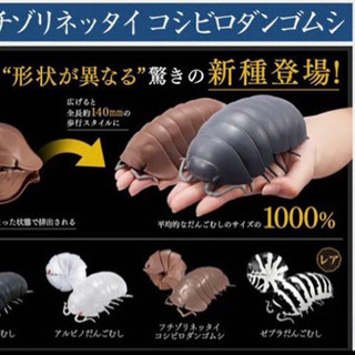 ダンゴムシガチャ モナコ ゼブラダンゴムシ レアキャラの画像