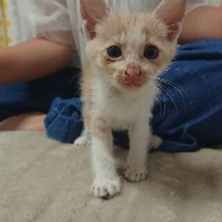 【里親募集】一ヶ月くらいの子猫ちゃんです