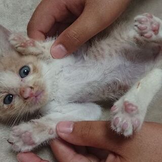【里親募集】一ヶ月くらいの子猫ちゃんです - 米子市