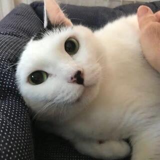 ま～るくなったよ、チャチャ。