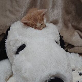 【里親募集】一ヶ月くらいの子猫ちゃんです - 里親募集