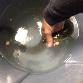 天然  活 うなぎ 鰻 900g 大うなぎの画像