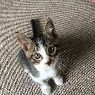 子猫の里親募集します♡生後2か月の男の子