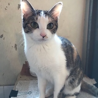 シャイだけど実は甘えん坊の三毛猫 さくらこちゃん♡