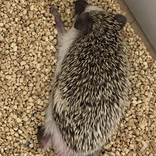 ハリネズミ　里親募集
