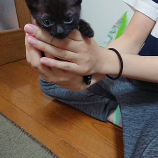 黒黒黒キジ4兄弟 - 猫