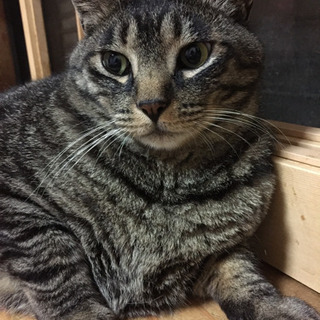 【急募】新しい里親さんが決まりました😃とっても穏やかな3歳のキジ...