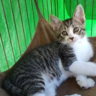 ２匹の子猫ちゃんの家族募集