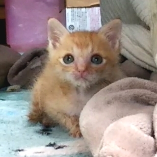 茶トラ、黒茶まだら？の子猫（約２カ月）