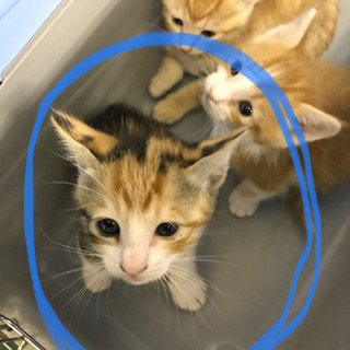 里親募集です！🐱