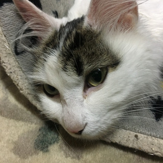 長毛種の子猫
