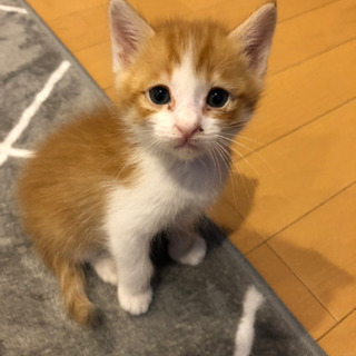 里親募集中