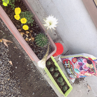 サボテン🌵の子ども
