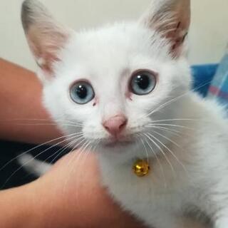 LiteBlue Eye  白子猫♂２ヶ月里親様決定😸