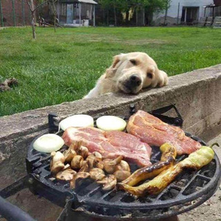 ペットを連れてBBQ＆川遊び
