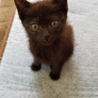 【相談中】生後１ヶ月くらい 黒猫♂ 黒豆助