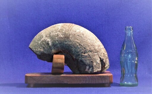 北海道産アンモナイト縫合線化石　5.5ｋｇ