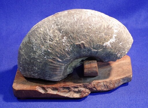 北海道産アンモナイト縫合線化石　5.5ｋｇ