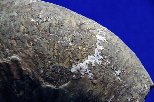 北海道産アンモナイト縫合線化石　5.5ｋｇ