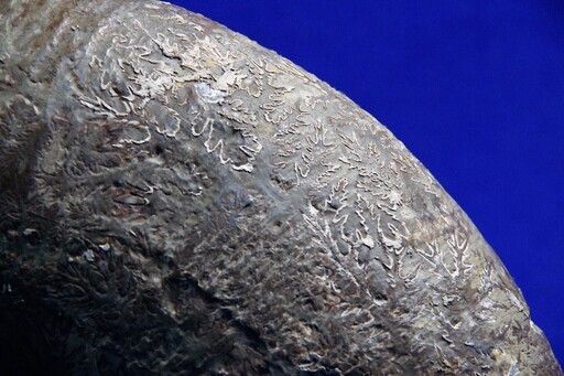 北海道産アンモナイト縫合線化石　5.5ｋｇ