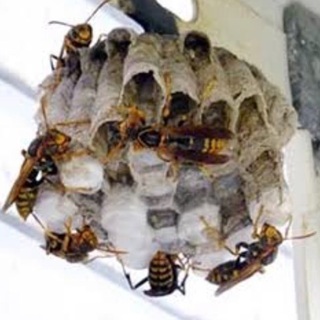 便利屋福岡24 24時間対応 福岡ゴキブリ駆除 ゴキブリアルコール消毒虫、蜘蛛逃し クモの巣撤去 害虫駆除 夜間対応 - 福岡市