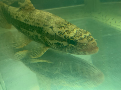 人工飼料餌付け済み！ブラックタライロン アタバポ産 熱帯魚 大型魚