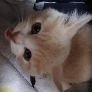 2ヶ月洋猫3匹里親様決定しました。🐱