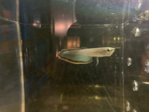 人工飼料餌付け済みブラックアロワナ 2匹セット  熱帯魚 古代魚