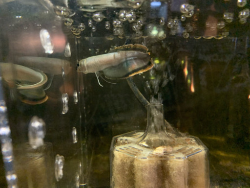 人工飼料餌付け済みブラックアロワナ 2匹セット  熱帯魚 古代魚