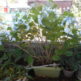 【受付中止】アジサイ♪紫陽花♪墨田の花火（スミダノハナビ）プラン...