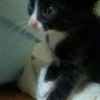 子猫、里親募集中（残り一頭・髭の女の子）