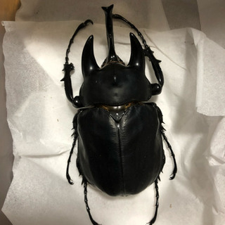 アクティオンゾウカブト 116mm 標本用