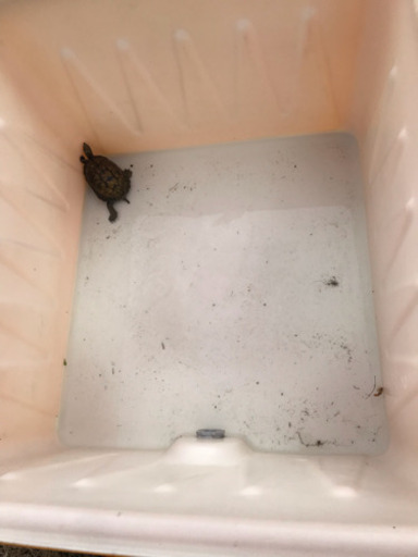 大型容器 水槽 メダカ 熱帯魚などに