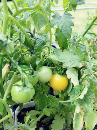 野菜の苗 黄色ミニトマト