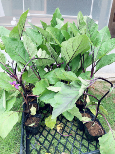 野菜の苗 ナス