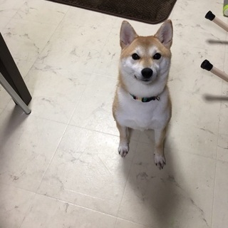 里親さん募集中です。